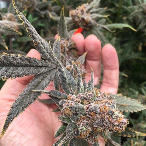 Wildfire (33) Inhouse growlog timeline photo