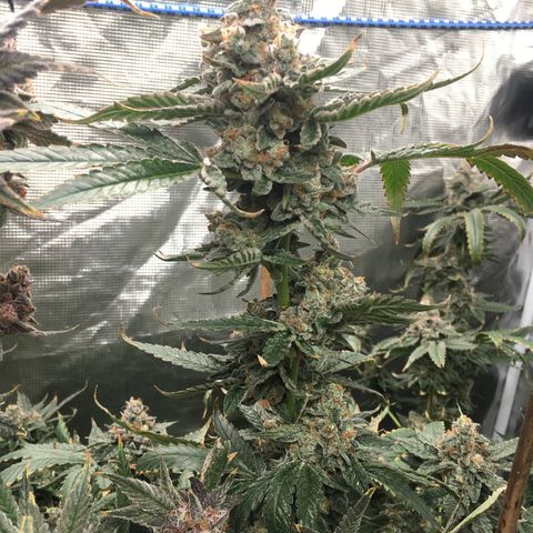Red Hot Cookies SWS-83 - Sweet Seeds  growlog timeline photo