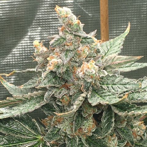 Red Hot Cookies SWS-83 - Sweet Seeds  growlog timeline photo