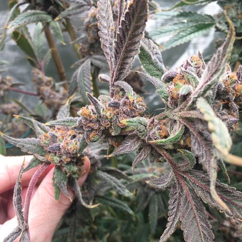 Wildfire (33) Inhouse growlog timeline photo