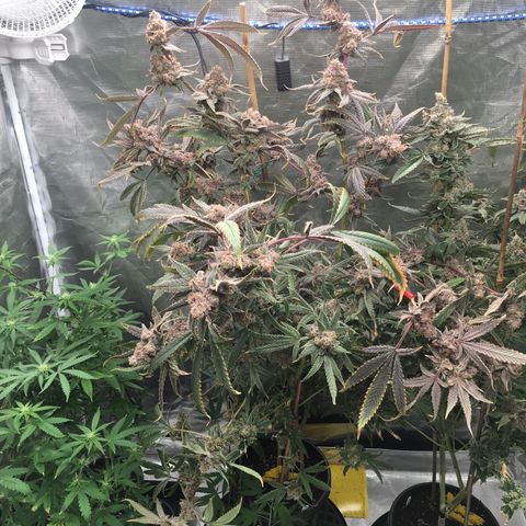 Wildfire (33) Inhouse growlog timeline photo