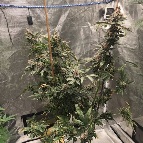 Red Hot Cookies SWS-83 - Sweet Seeds  growlog timeline photo