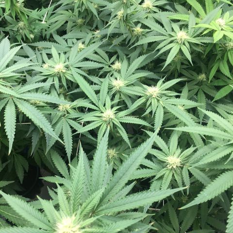 TriFi Sundae growlog photo: Week 3 flower