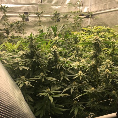 TriFi Sundae growlog timeline photo