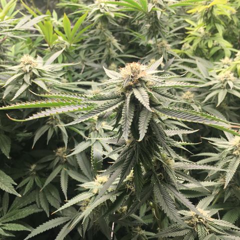 TriFi Sundae growlog timeline photo