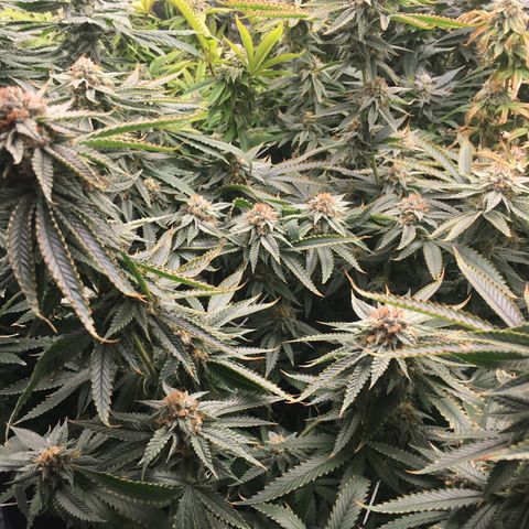 TriFi Sundae growlog timeline photo