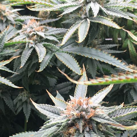 TriFi Sundae growlog timeline photo