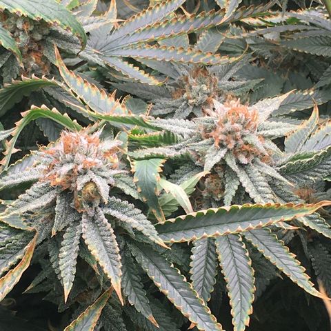 TriFi Sundae growlog photo: Day 52 flower