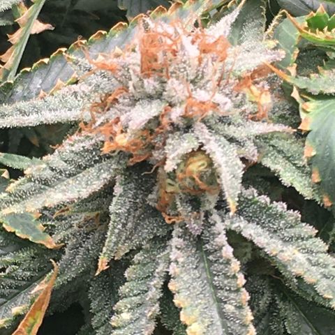 TriFi Sundae growlog timeline photo