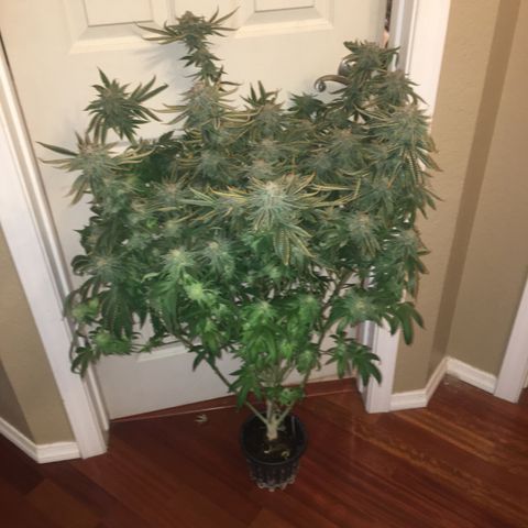 TriFi Sundae growlog photo: Harvest day