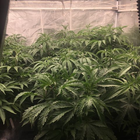 TriFi Sundae growlog photo: 12/12 begin