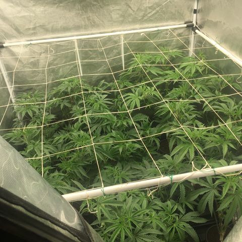 TriFi Sundae growlog photo: Wk 1 day 3 flower defoliation day