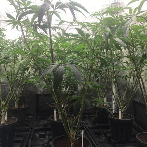TriFi Sundae growlog photo: Day 3 flower 1st defoliation 