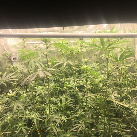 TriFi Sundae growlog photo: Day 21 flower