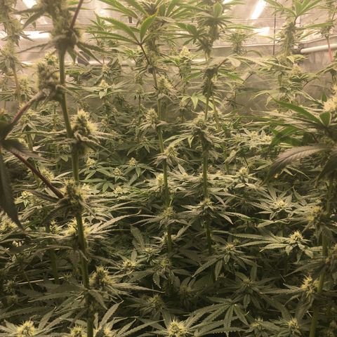 TriFi Sundae growlog timeline photo