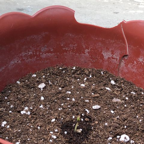 Lemon haze 🍋 growlog photo: Germination yesterday 😅🌱❤️ 
Lemon 🍋 haze 