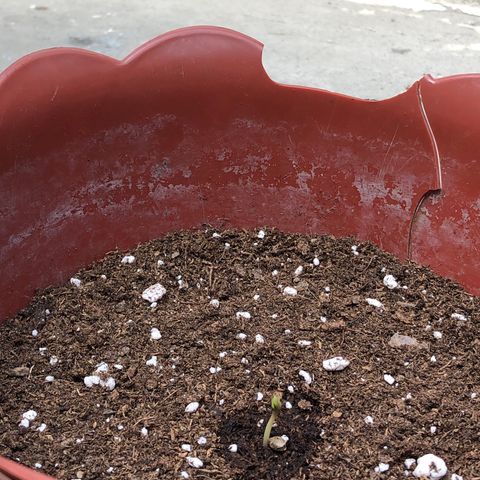 Lemon haze 🍋 growlog photo: Germination yesterday 😅🌱❤️ 
Lemon 🍋 haze 