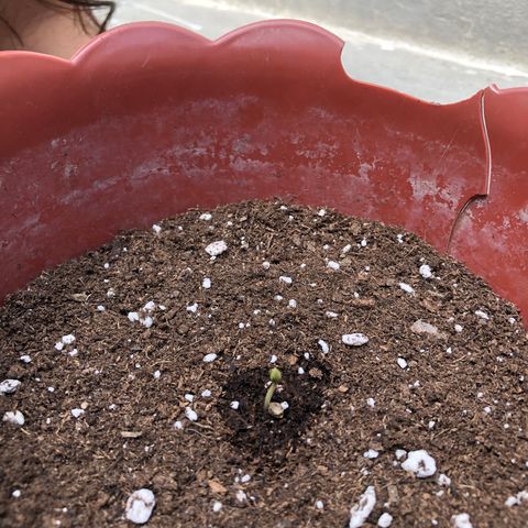 Lemon haze 🍋 growlog photo: Germination yesterday 😅🌱❤️ 
Lemon 🍋 haze 
