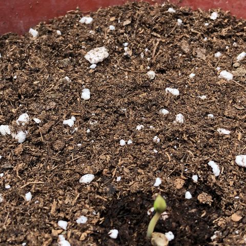 Lemon haze 🍋 growlog photo: Germination yesterday 😅🌱❤️ 
Lemon 🍋 haze 
