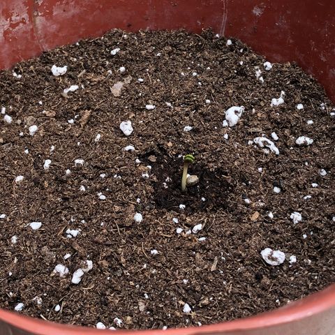 Lemon haze 🍋 growlog photo: Germination yesterday 😅🌱❤️ 
Lemon 🍋 haze 