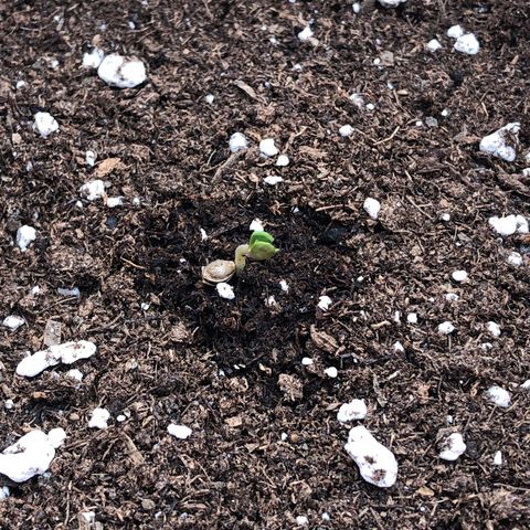 Lemon haze 🍋 growlog photo: Germination yesterday 😅🌱❤️ 
Lemon 🍋 haze 