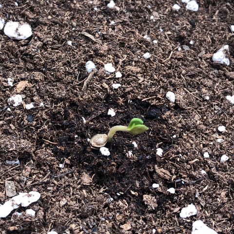Lemon haze 🍋 growlog photo: Germination yesterday 😅🌱❤️ 
Lemon 🍋 haze 