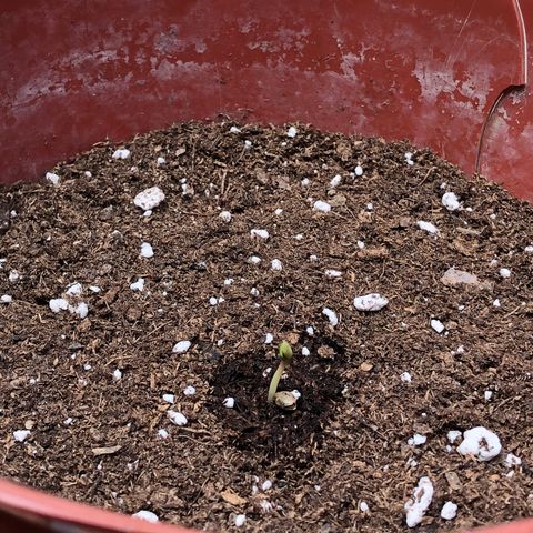 Lemon haze 🍋 growlog photo: Germination yesterday 😅🌱❤️ 
Lemon 🍋 haze 