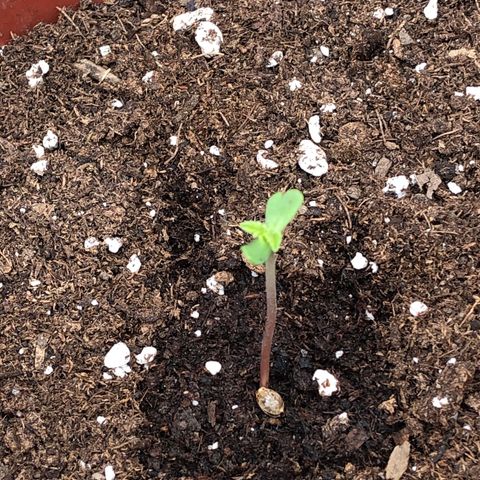 Lemon haze 🍋 growlog photo: Yesterday 😊🌱