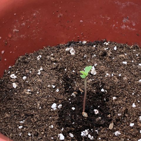 Lemon haze 🍋 growlog photo: Yesterday 😊🌱