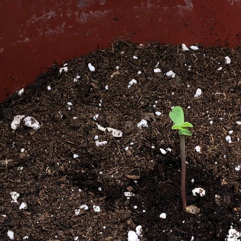 Lemon haze 🍋 growlog photo: Yesterday 😊🌱