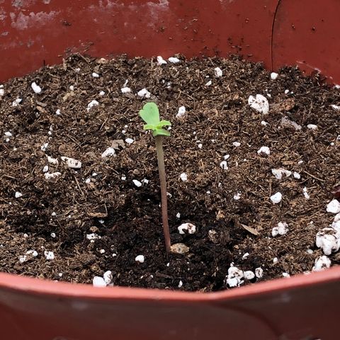 Lemon haze 🍋 growlog photo: Yesterday 😊🌱