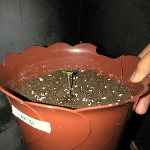 Lemon haze 🍋 growlog photo: more Dirt dirt 😎 & growing 