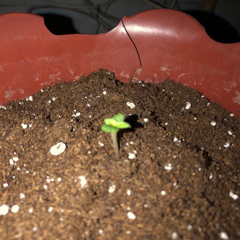 Lemon haze 🍋 growlog photo: more Dirt dirt 😎 & growing 