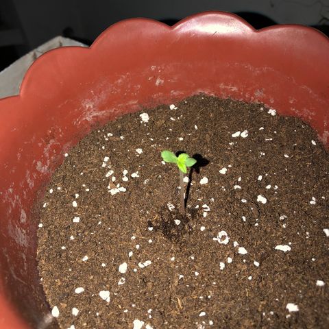 Lemon haze 🍋 growlog photo: more Dirt dirt 😎 & growing 