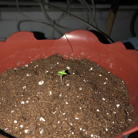 Lemon haze 🍋 growlog photo: more Dirt dirt 😎 & growing 