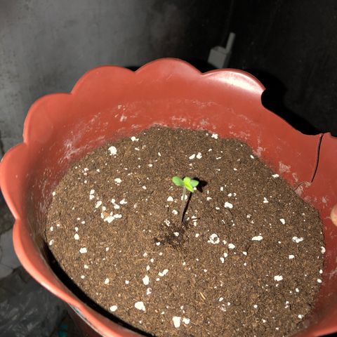 Lemon haze 🍋 growlog photo: more Dirt dirt 😎 & growing 
