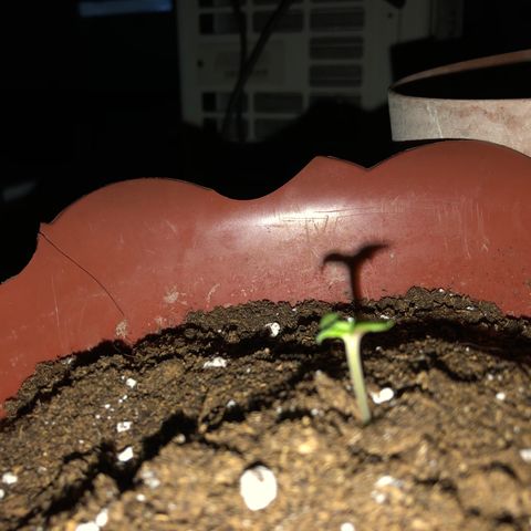 Lemon haze 🍋 growlog photo: more Dirt dirt 😎 & growing 