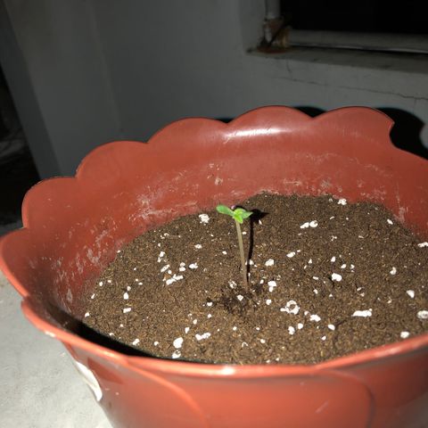 Lemon haze 🍋 growlog photo: more Dirt dirt 😎 & growing 
