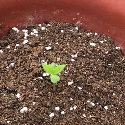 Lemon haze 🍋 growlog photo: ❤️