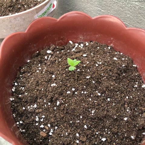 Lemon haze 🍋 growlog photo: ❤️