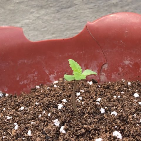 Lemon haze 🍋 growlog photo: 🌱🤧❤️