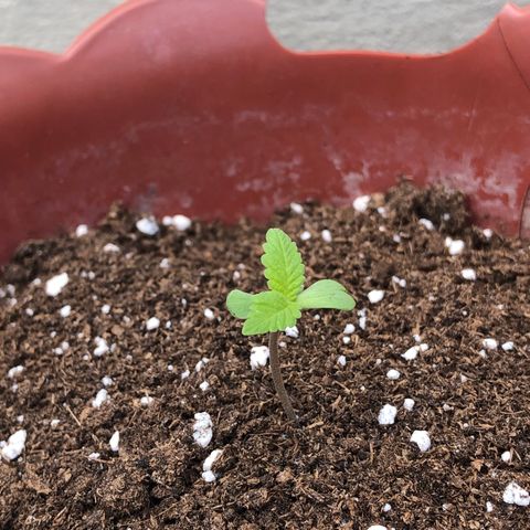 Lemon haze 🍋 growlog photo: 🌱🤧❤️