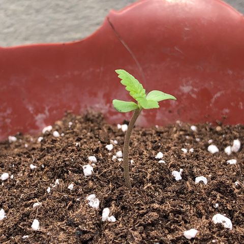 Lemon haze 🍋 growlog photo: 🌱🤧❤️