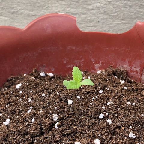 Lemon haze 🍋 growlog photo: 🌱🤧❤️