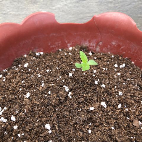 Lemon haze 🍋 growlog photo: 🌱🤧❤️