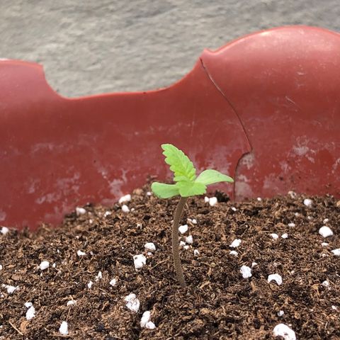 Lemon haze 🍋 growlog photo: 🌱🤧❤️