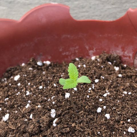 Lemon haze 🍋 growlog photo: 🌱🤧❤️