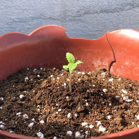 Lemon haze 🍋 growlog photo: Thursday morning 🌱👽🌈