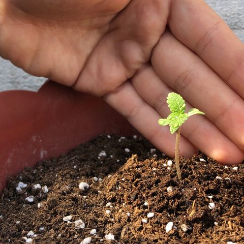 Lemon haze 🍋 growlog photo: Thursday morning 🌱👽🌈