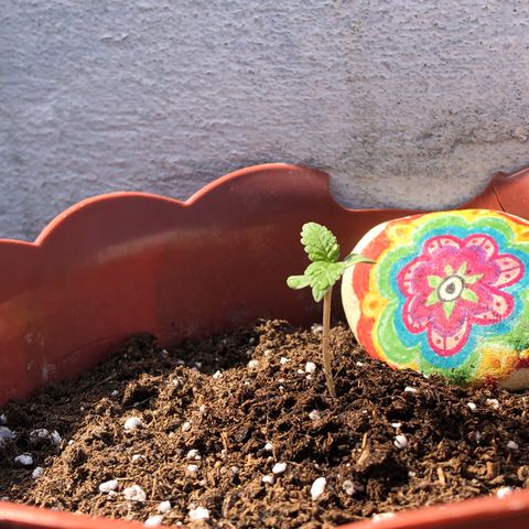 Lemon haze 🍋 growlog photo: Thursday morning 🌱👽🌈